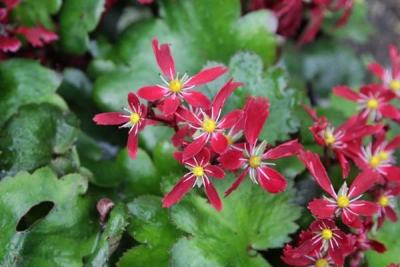 Saxifraga fortunei \